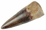 Fossil Spinosaurus Tooth - Nice Tip #368025-1